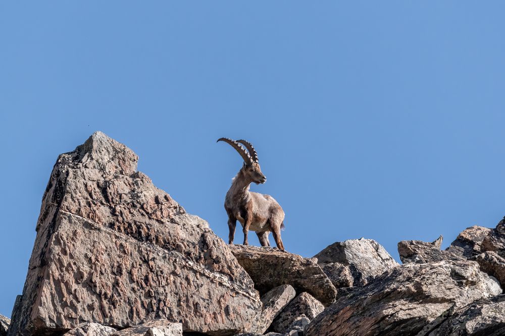 Male ibex