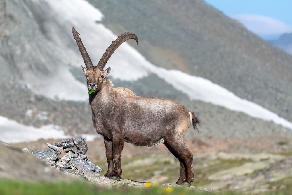 Male ibex