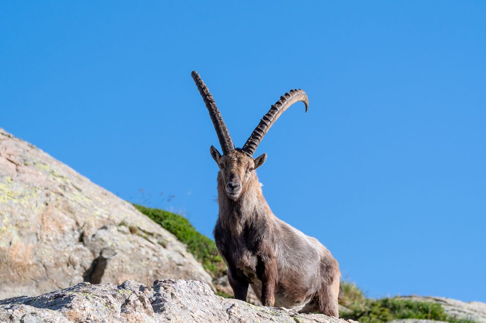 Male ibex