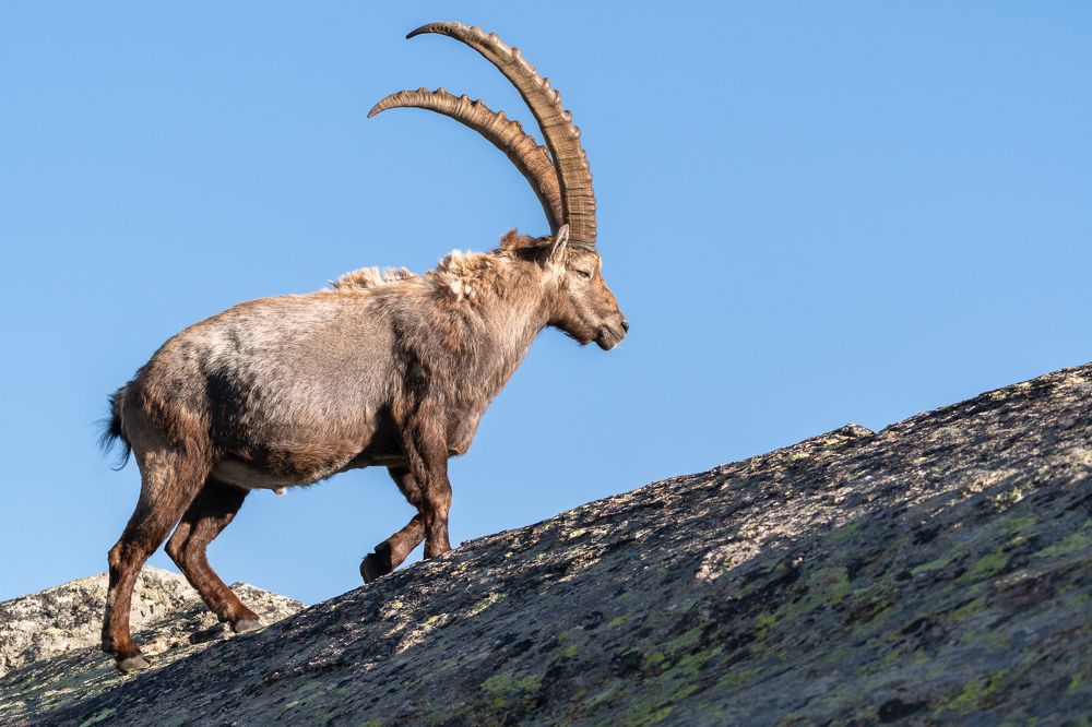 Male ibex