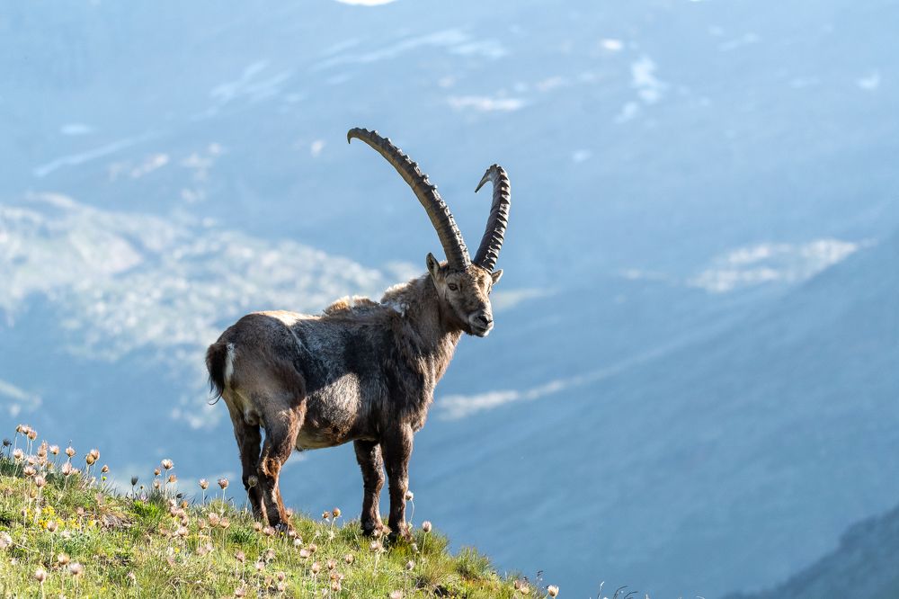 Male ibex