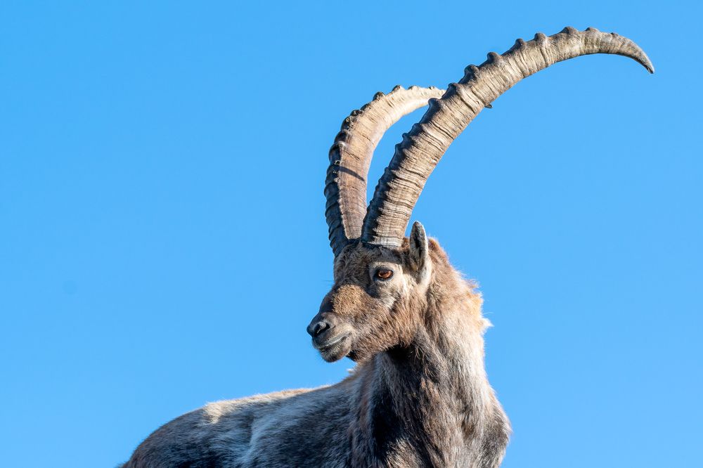 Male ibex