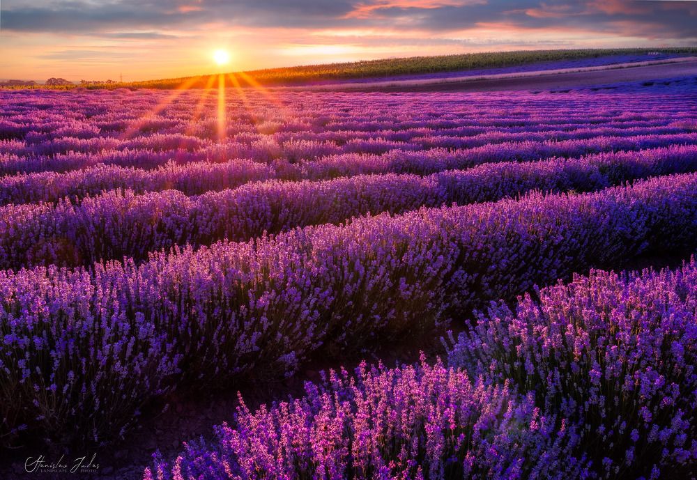 Lavender