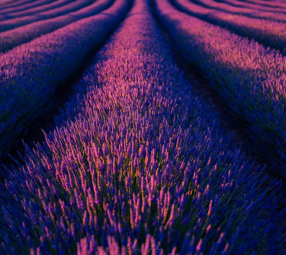 Lavender