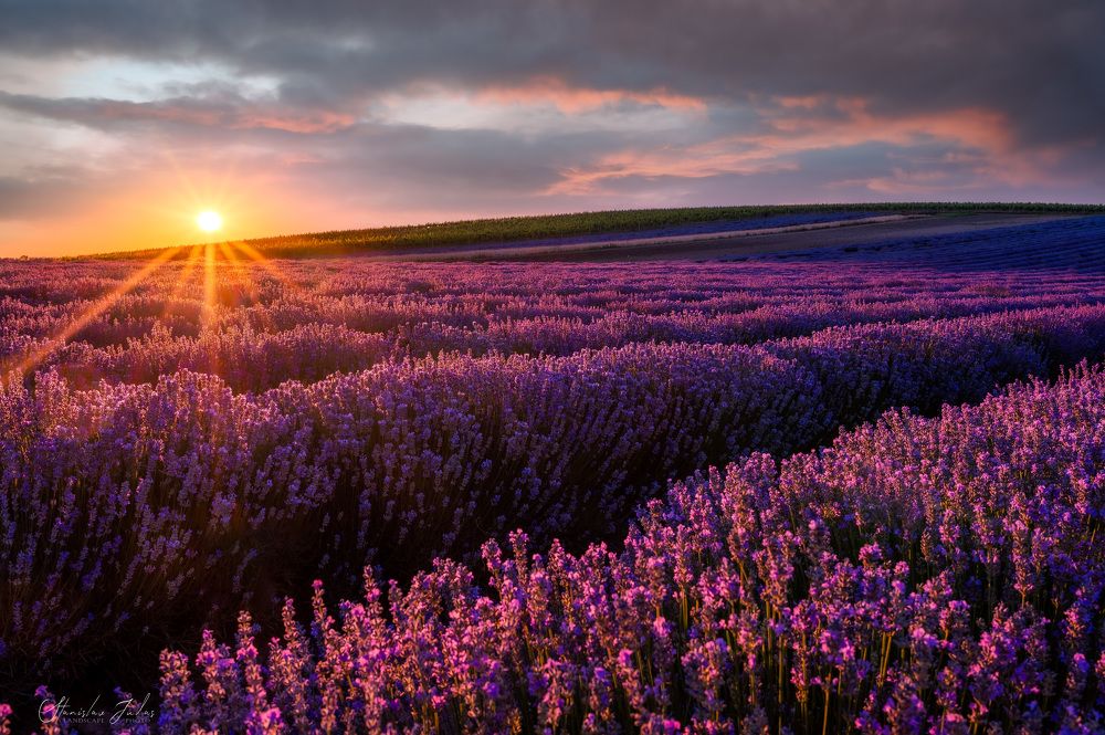 Lavender