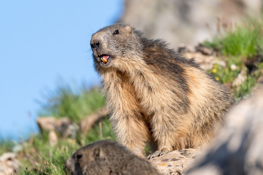 Marmot
