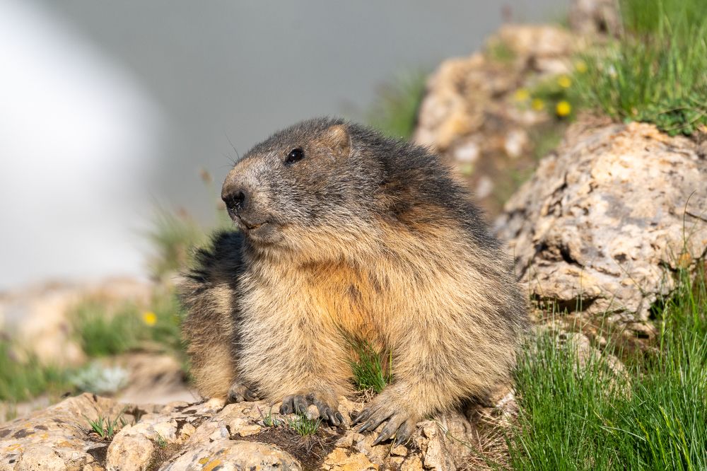 Marmot