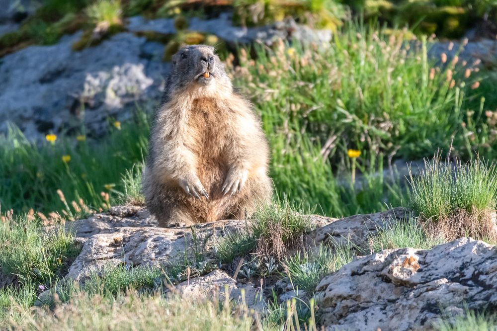 Marmot