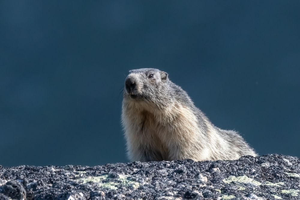 Marmot