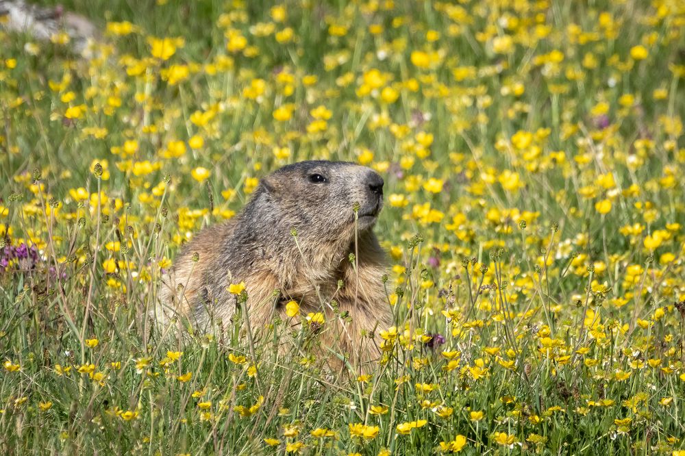 Marmot