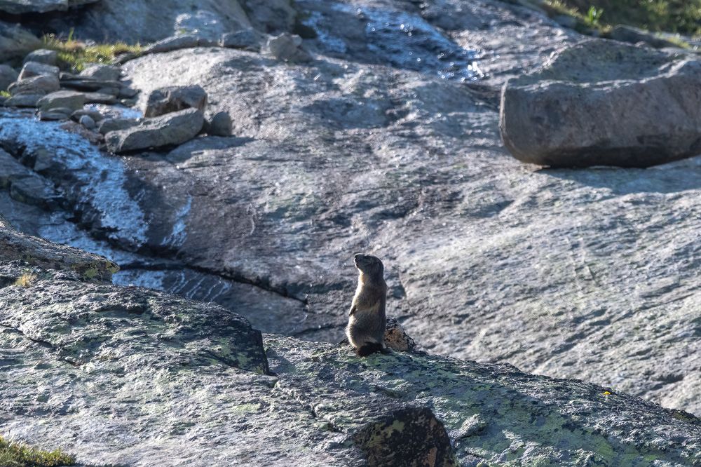 Marmot