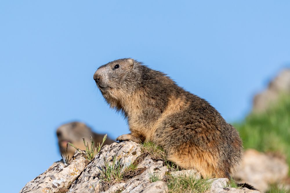 Marmot