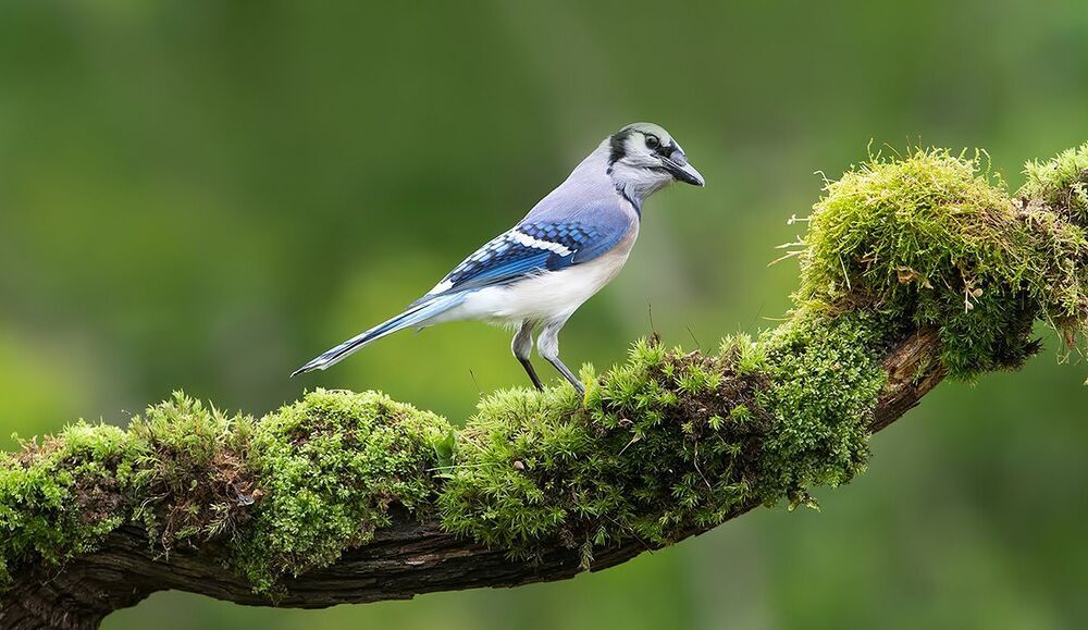 Blue Jay - Голубая сойка