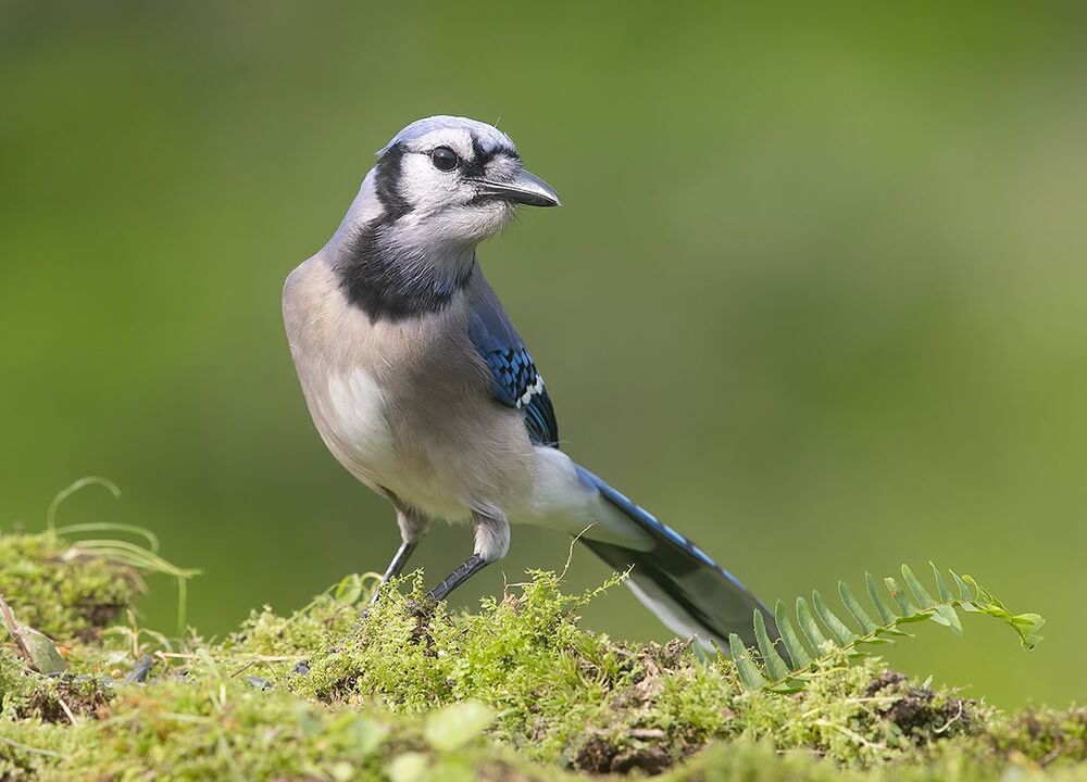 Blue Jay - Голубая сойка