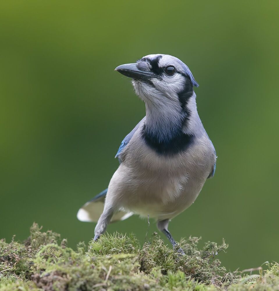 Blue Jay - Голубая сойка
