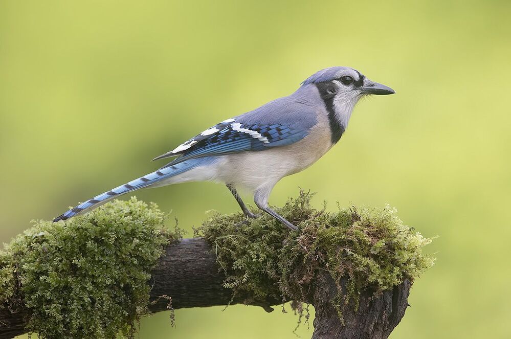 Blue Jay - Голубая сойка