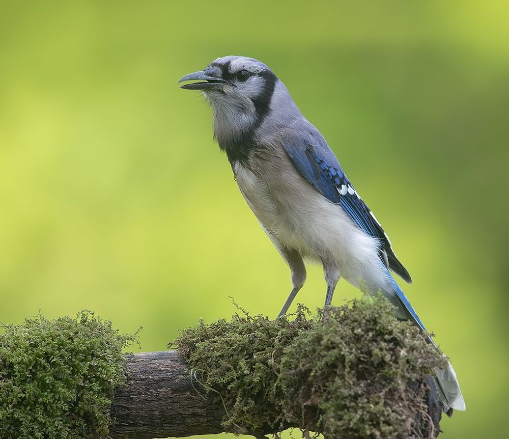 Blue Jay - Голубая сойка