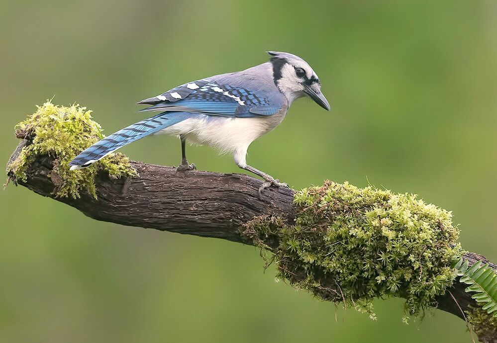 Blue Jay - Голубая сойка