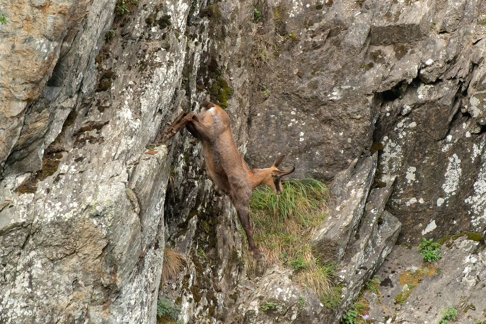 Chamois