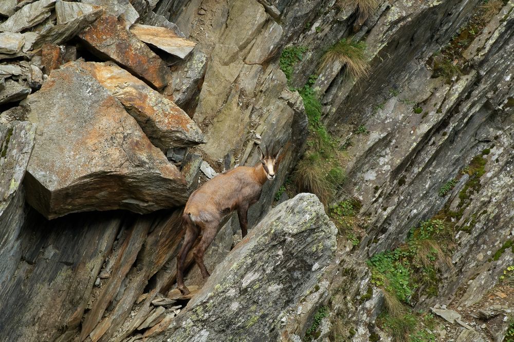 Chamois