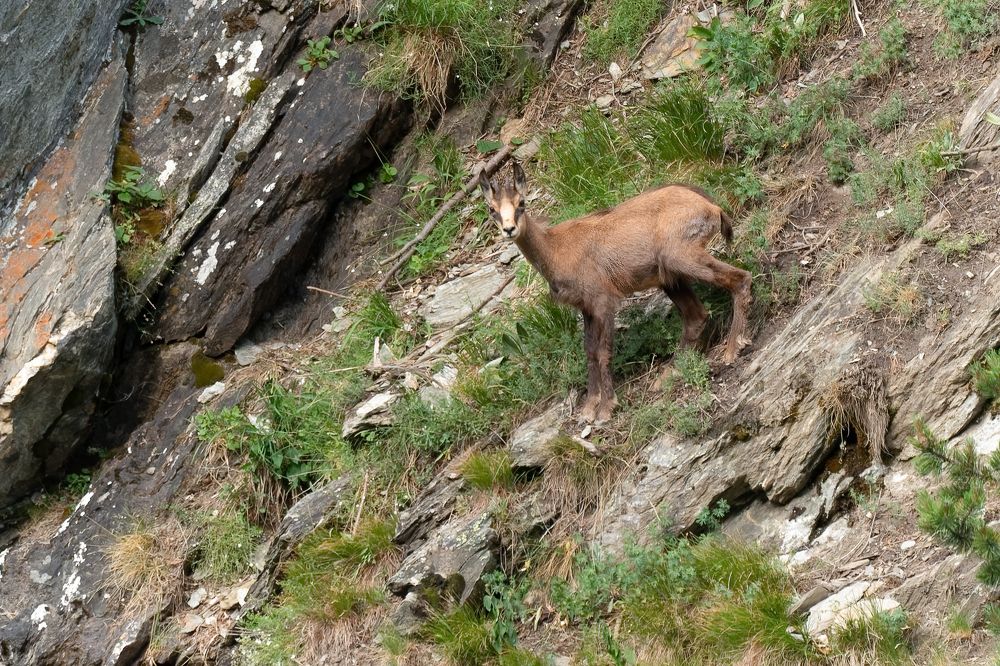 Chamois