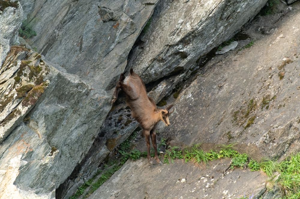 Chamois