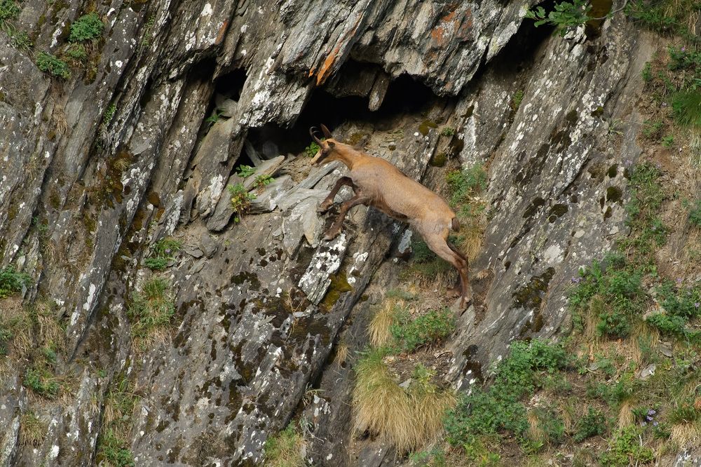 Chamois