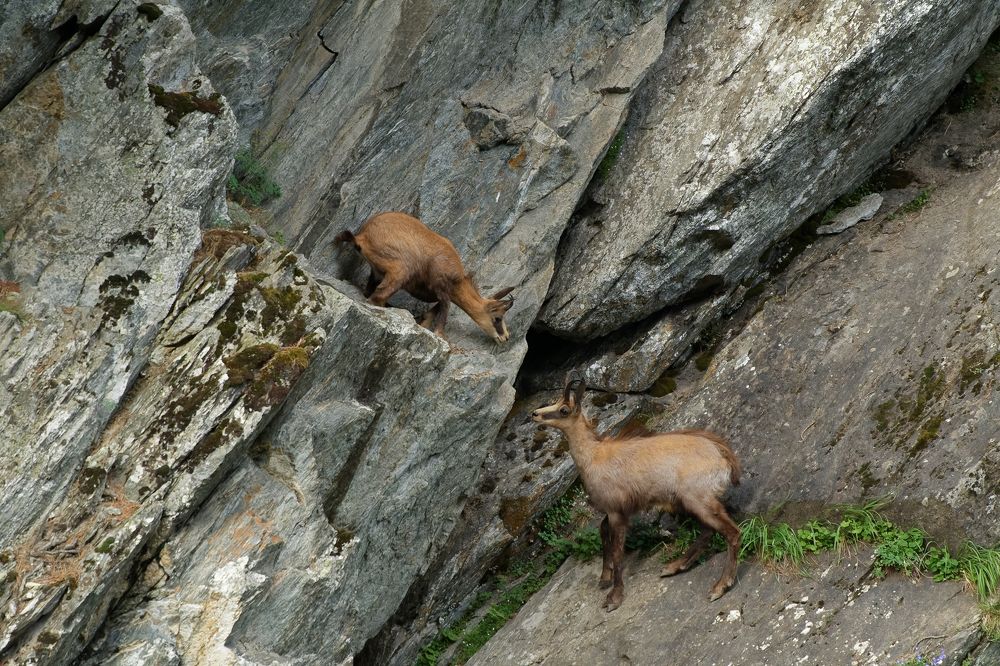 Chamois