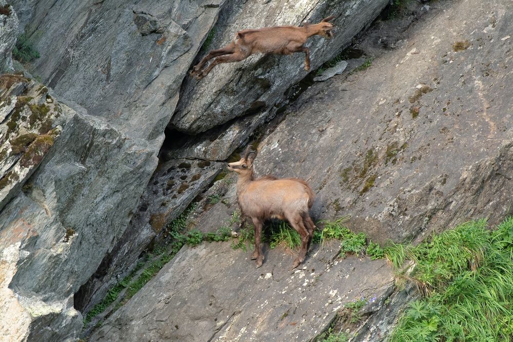 Chamois