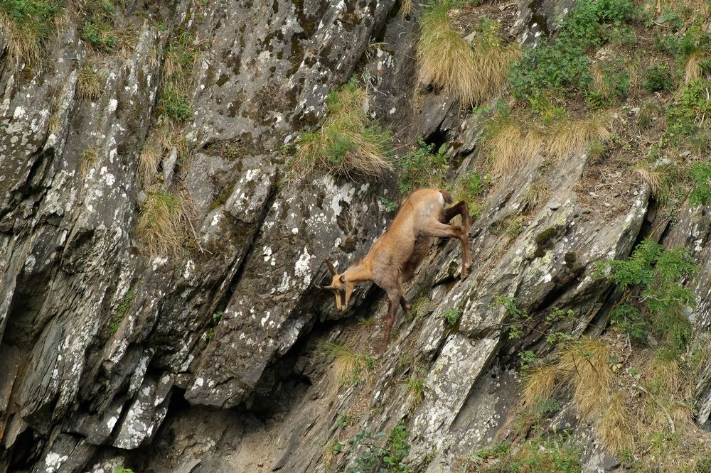 Chamois