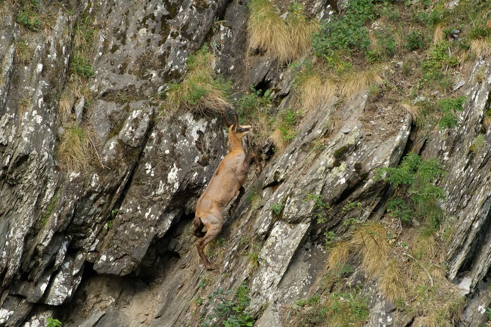 Chamois