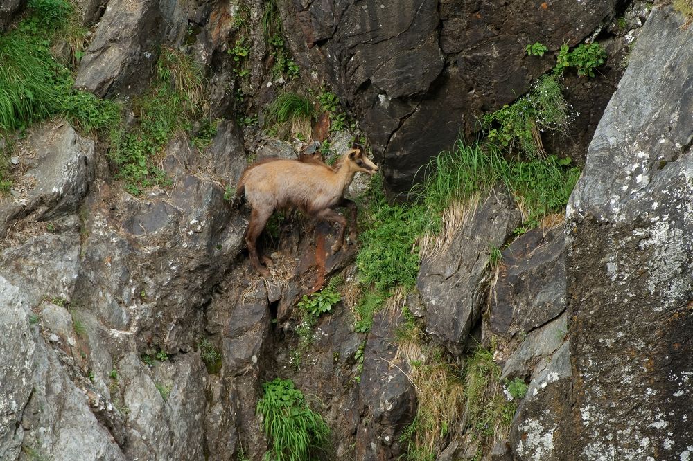 Chamois