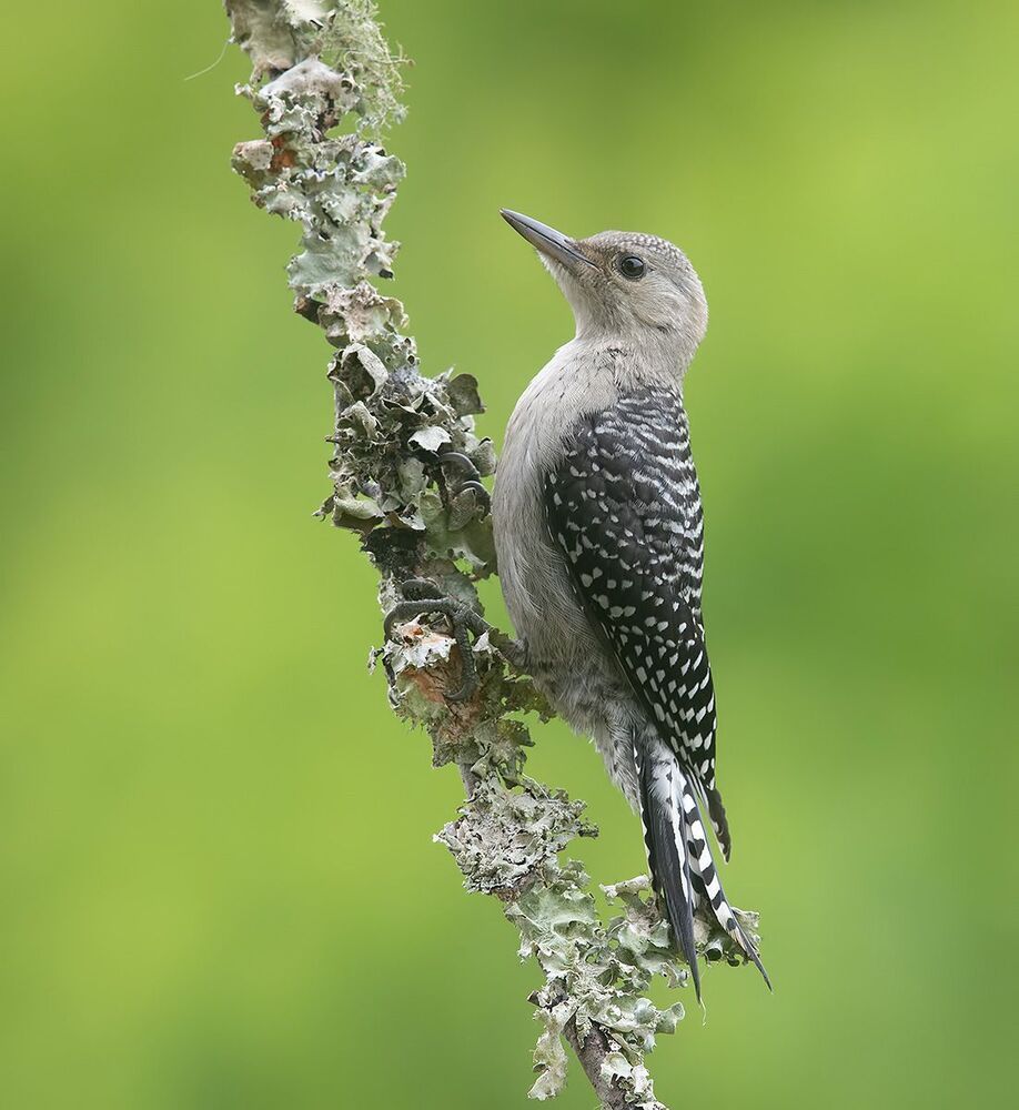 Juvenile -Red-bellied Woodpecker. Молодой дятел - Каролинский меланерпес