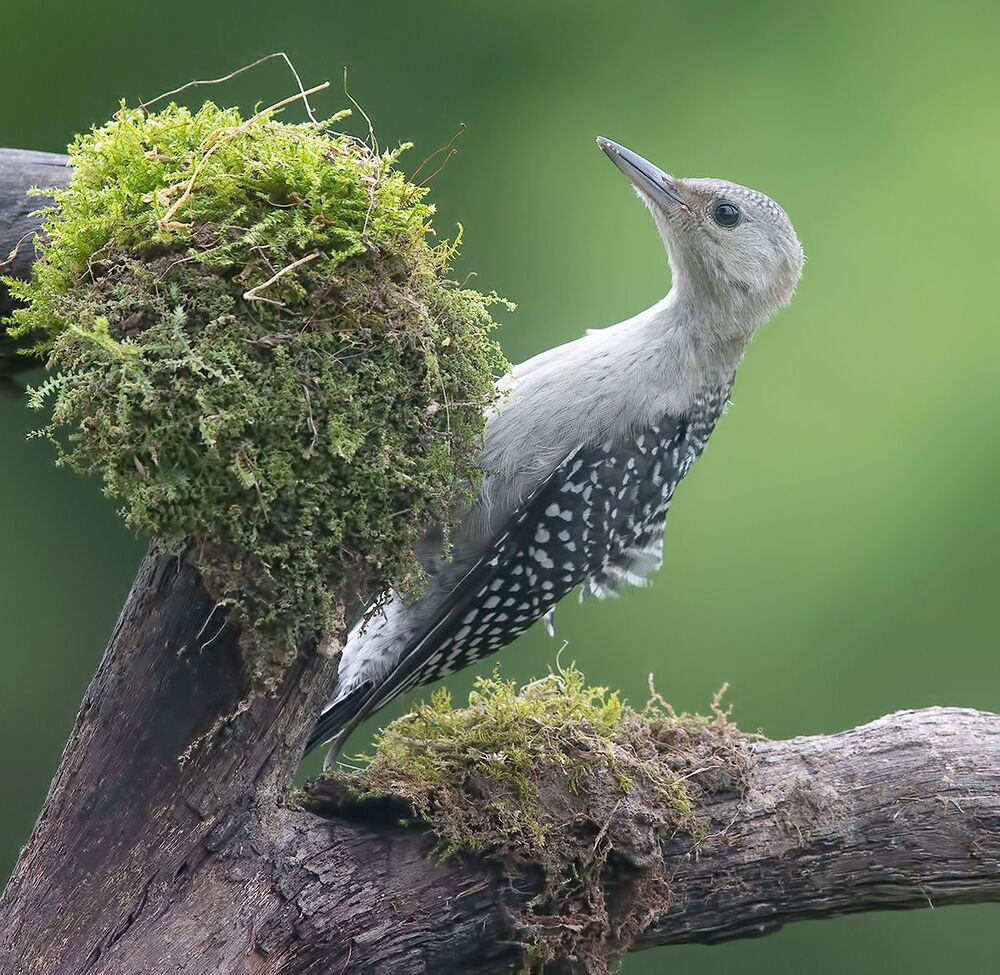 Juvenile -Red-bellied Woodpecker. Молодой дятел - Каролинский меланерпес