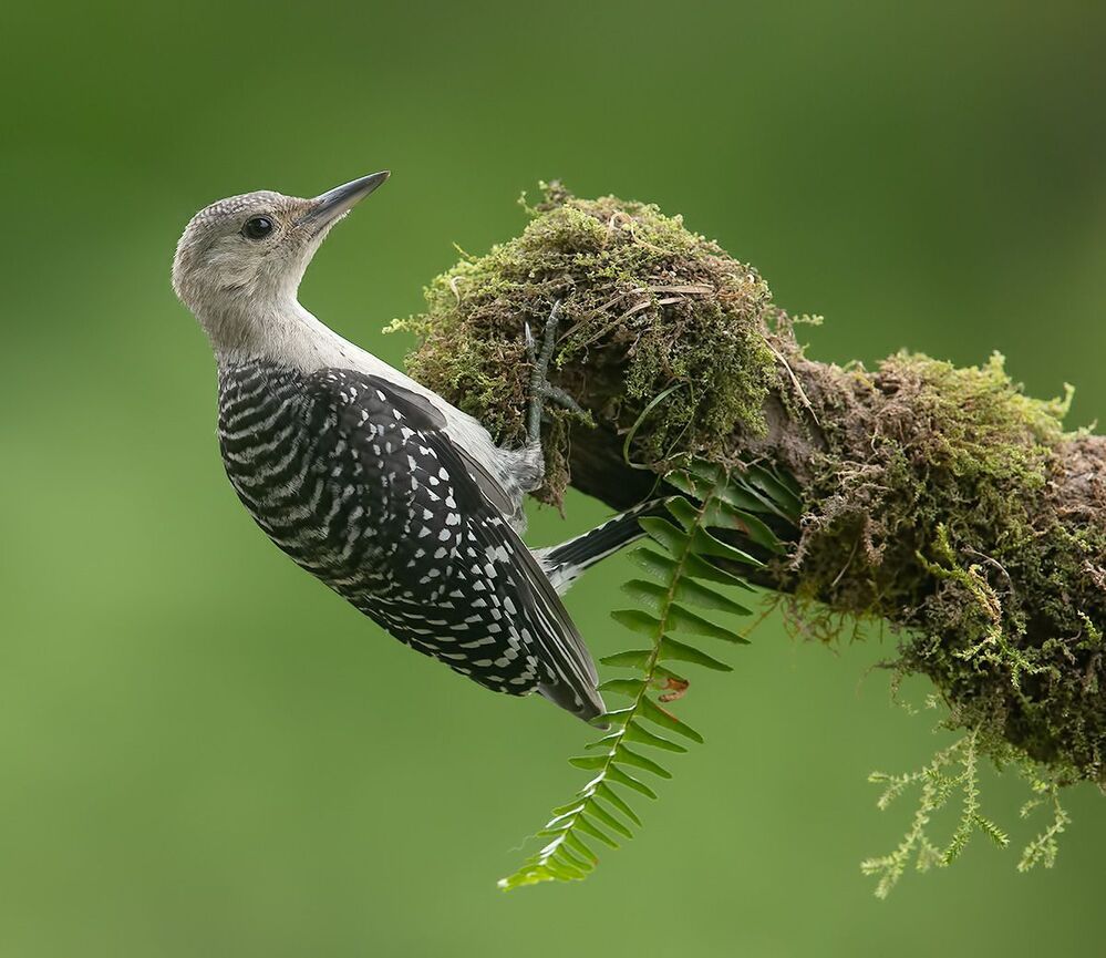 Juvenile -Red-bellied Woodpecker. Молодой дятел - Каролинский меланерпес