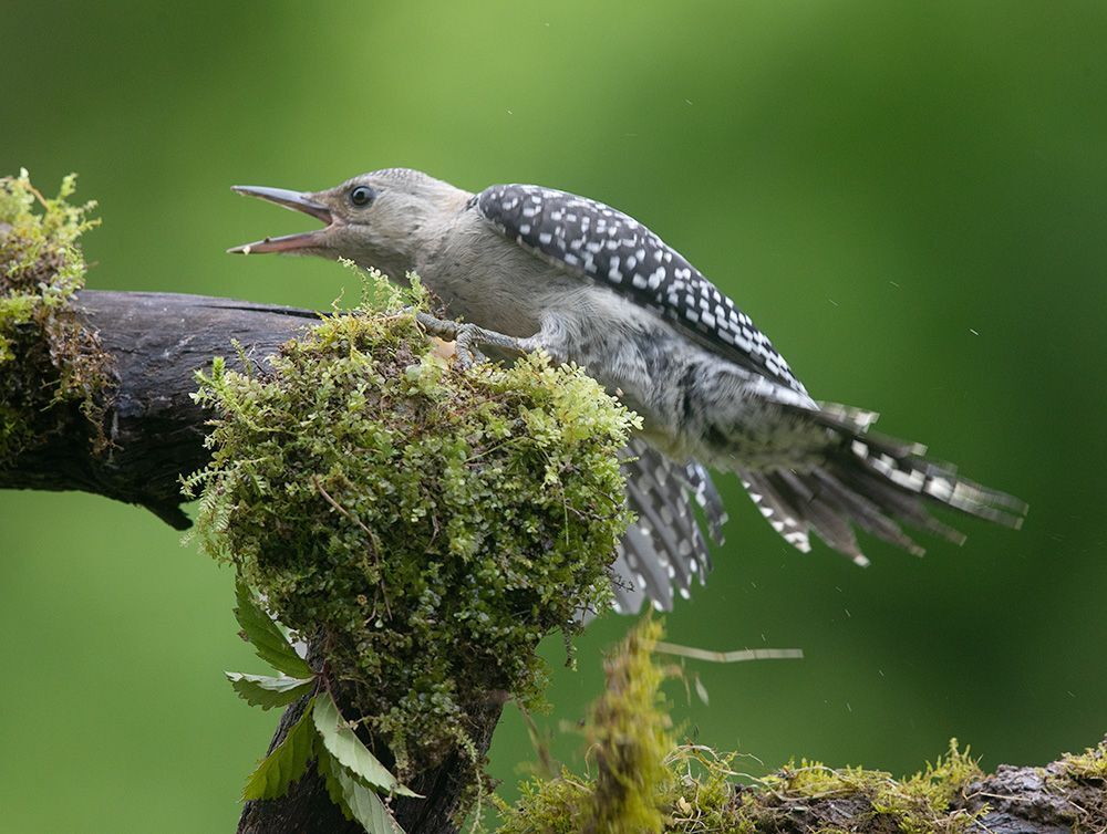 Juvenile -Red-bellied Woodpecker. Молодой дятел - Каролинский меланерпес