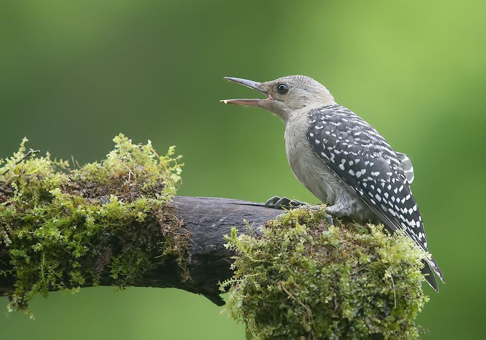 Juvenile -Red-bellied Woodpecker. Молодой дятел - Каролинский меланерпес