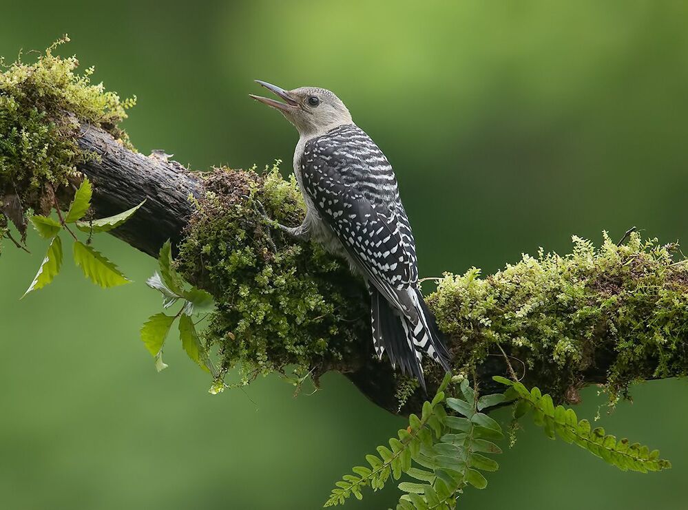 Juvenile -Red-bellied Woodpecker. Молодой дятел - Каролинский меланерпес