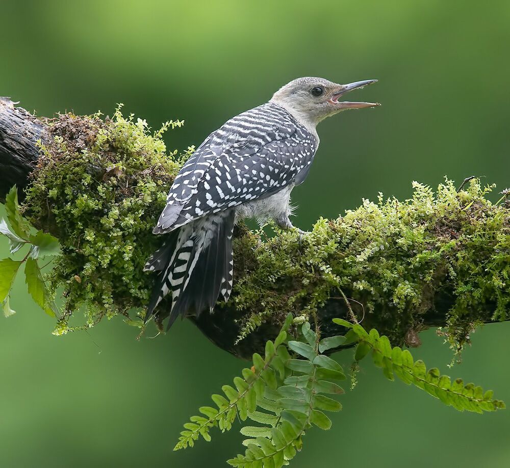 Juvenile -Red-bellied Woodpecker. Молодой дятел - Каролинский меланерпес