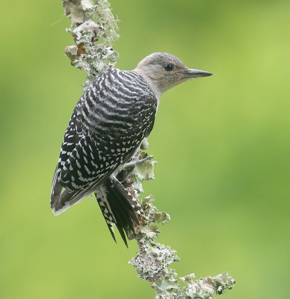 Juvenile -Red-bellied Woodpecker. Молодой дятел - Каролинский меланерпес