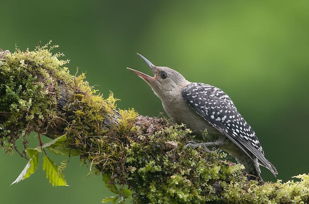 Juvenile -Red-bellied Woodpecker. Молодой дятел - Каролинский меланерпес