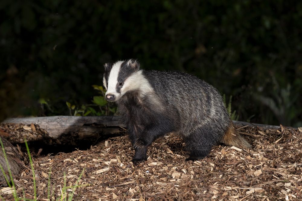 Badger