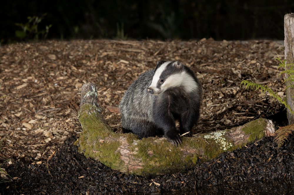 Badger