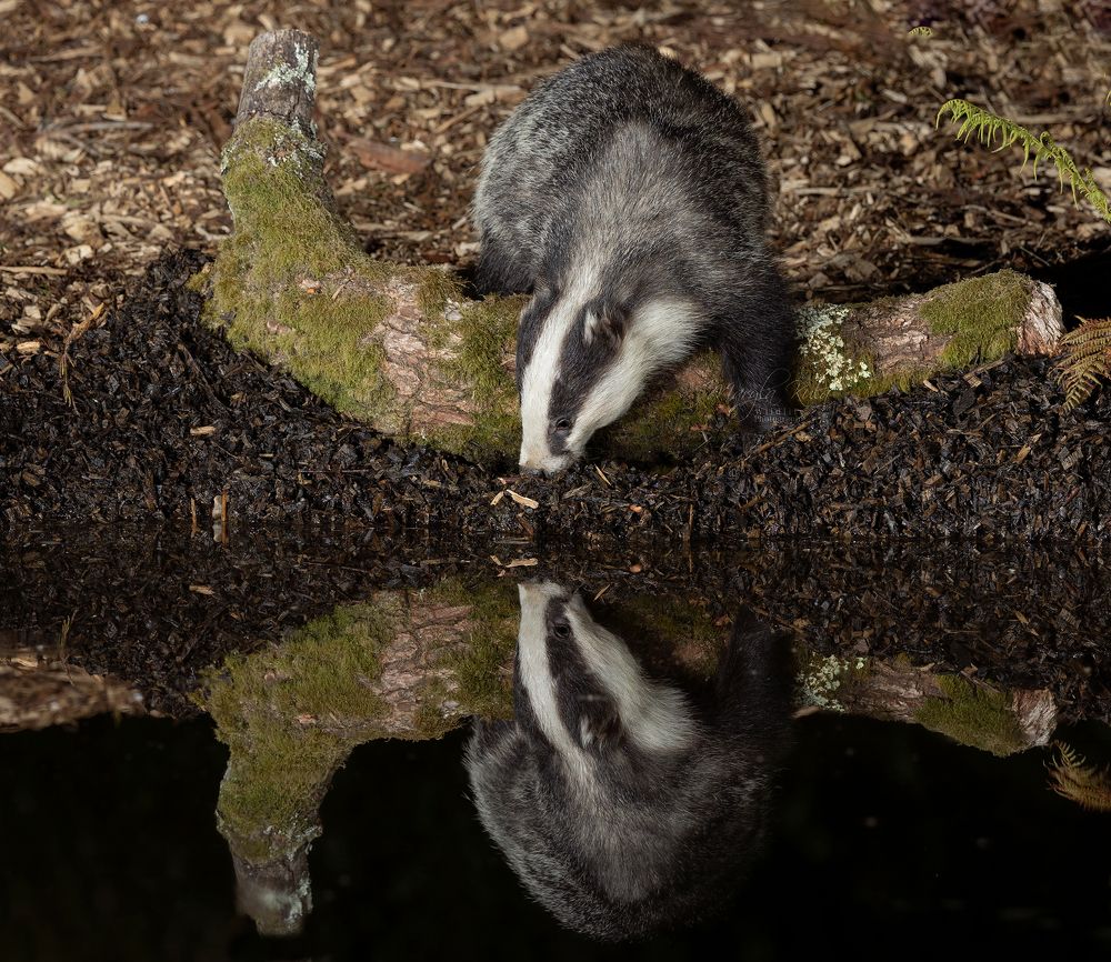Badger