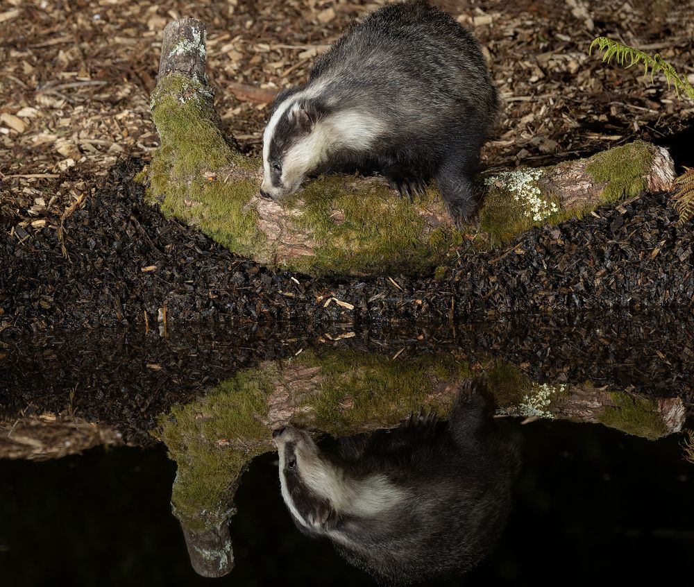 Badger