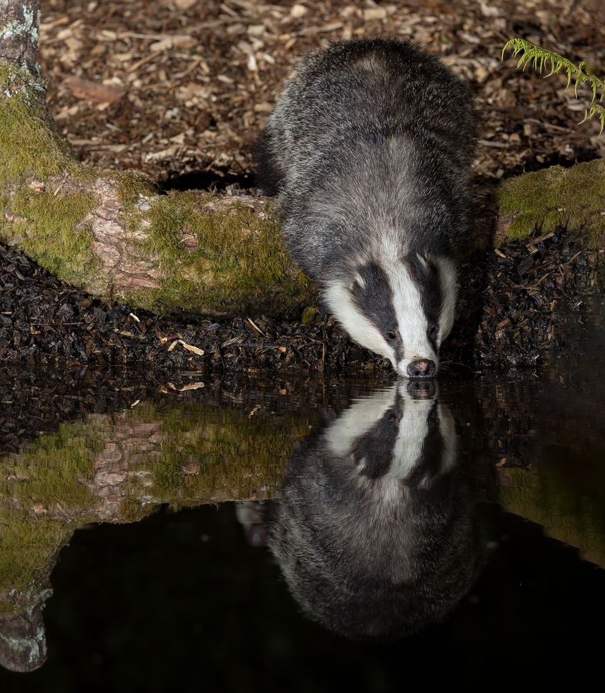 Badger