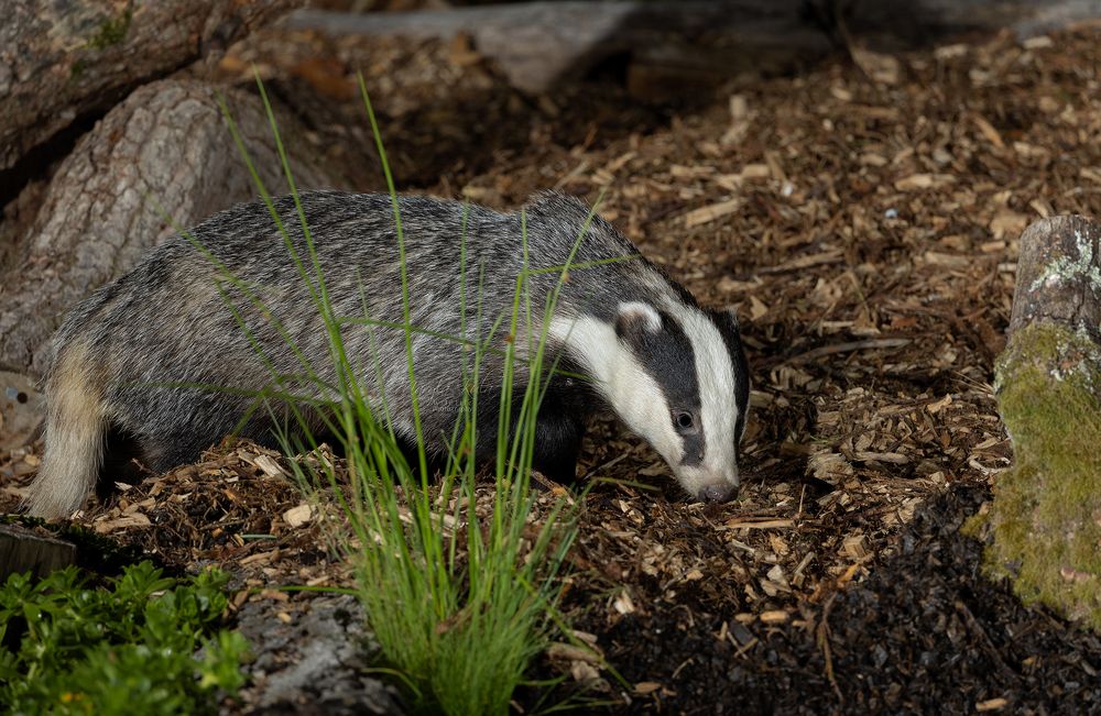 Badger