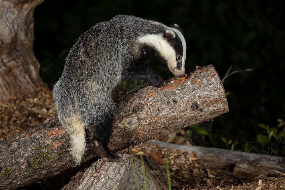 Badger
