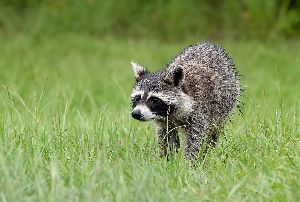 Енот-полоскун -Raccoon