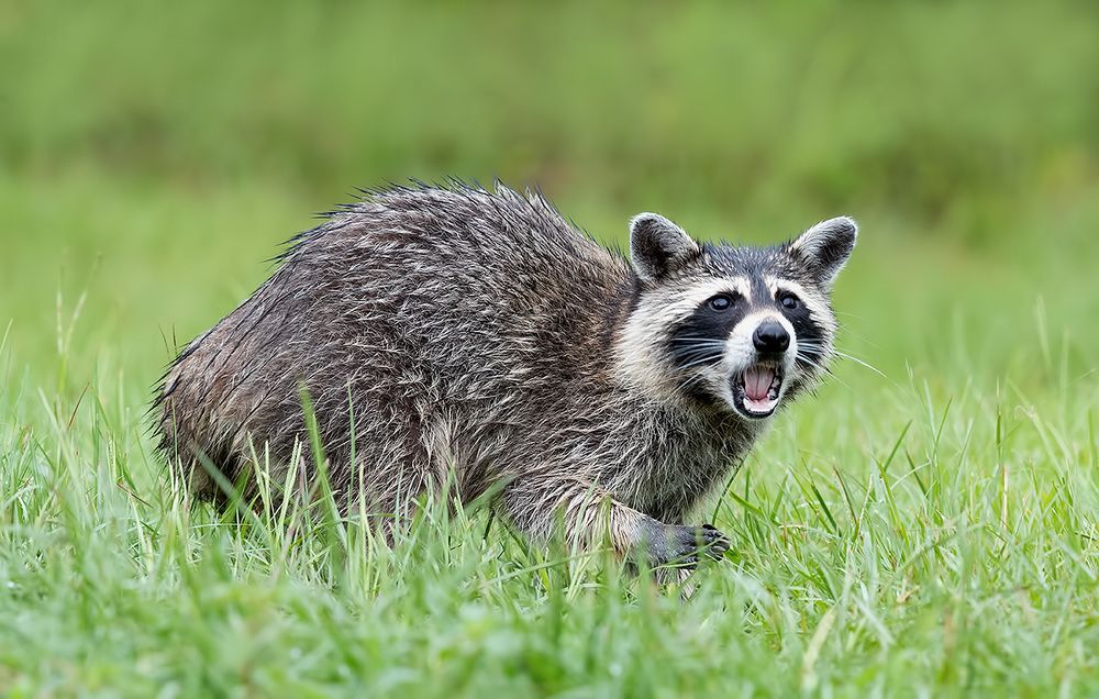 Енот-полоскун -Raccoon